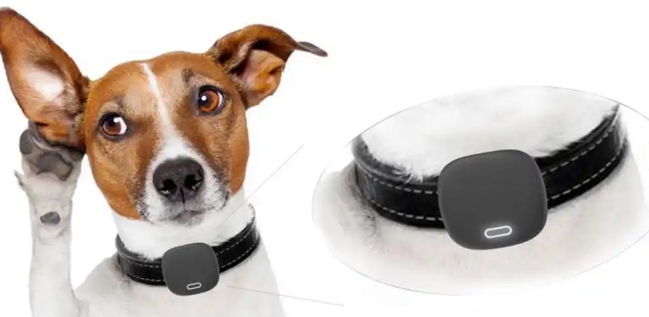 Pet Wearable Devices: Where Health Meets Fashion