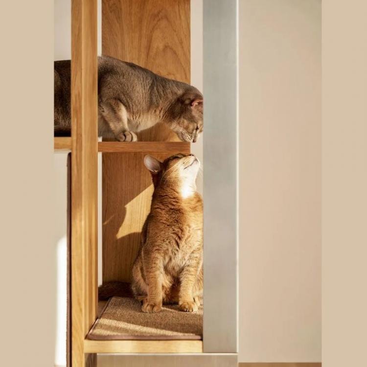 PETPARTMENT – Apartment Living for Cats