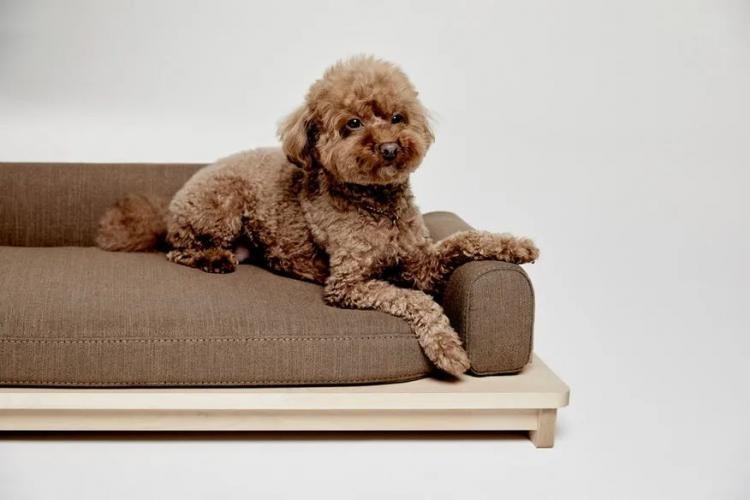  Linden – Minimalist Sofa Bed for Pets